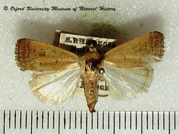 /filer/webapps/moths/media/images/C/clavipalpis_Caradrina_A_OUMNH_02.jpg