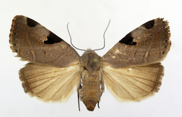 /filer/webapps/moths/media/images/C/clearchus_Honeyia_AF_ISEA.jpg