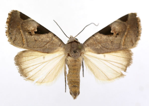 /filer/webapps/moths/media/images/C/clearchus_Honeyia_AM_ISEA.jpg