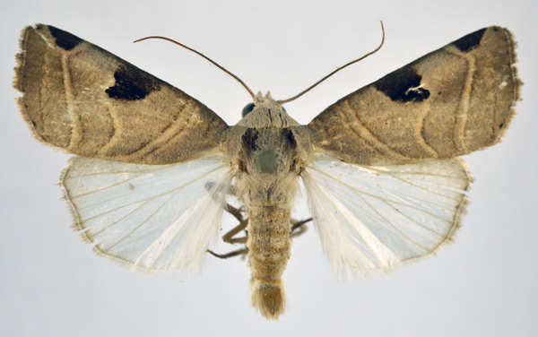 /filer/webapps/moths/media/images/C/clearchus_Honeyia_AM_NHMO.jpg