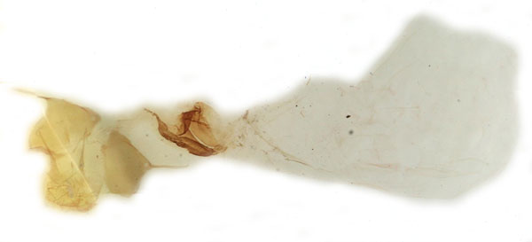 /filer/webapps/moths/media/images/C/clearchus_Honeyia_GF_MSNM_Berio7658.jpg