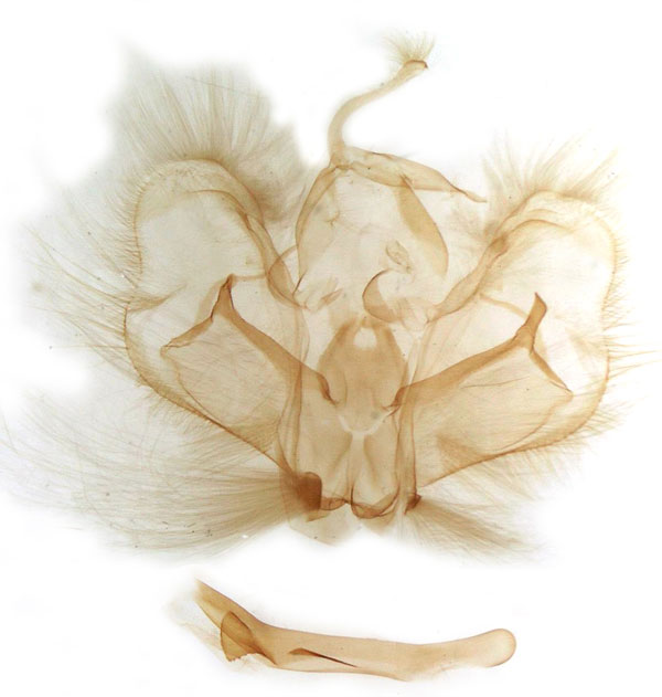 /filer/webapps/moths/media/images/C/clearchus_Honeyia_GM_MSNM_Berio7650.jpg