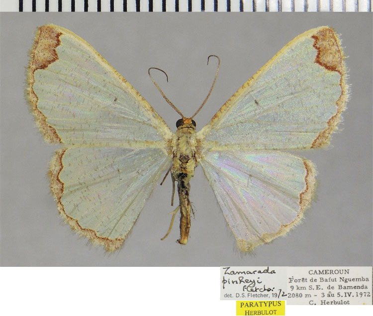 /filer/webapps/moths/media/images/C/clementi_Zamarada_PTF_ZSM.jpg