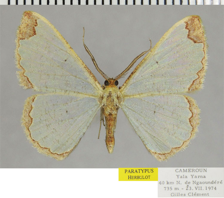 /filer/webapps/moths/media/images/C/clementi_Zamarada_PTM_ZSMa.jpg