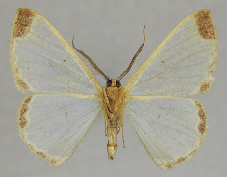 /filer/webapps/moths/media/images/C/clementi_Zamarada_PTM_ZSMb.jpg
