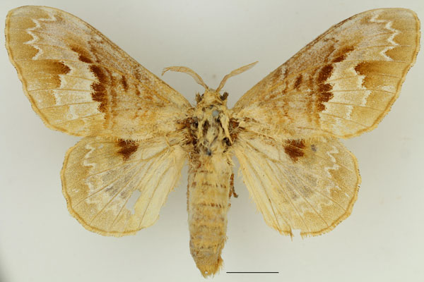 /filer/webapps/moths/media/images/C/clementsi_Schausinna_AF_Basquin_01.jpg