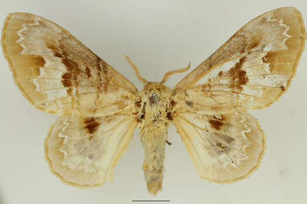 /filer/webapps/moths/media/images/C/clementsi_Schausinna_AF_Basquin_02.jpg