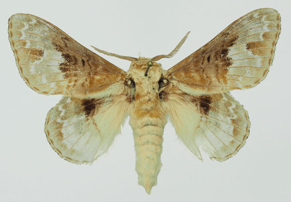 /filer/webapps/moths/media/images/C/clementsi_Schausinna_AF_Basquin_04.jpg