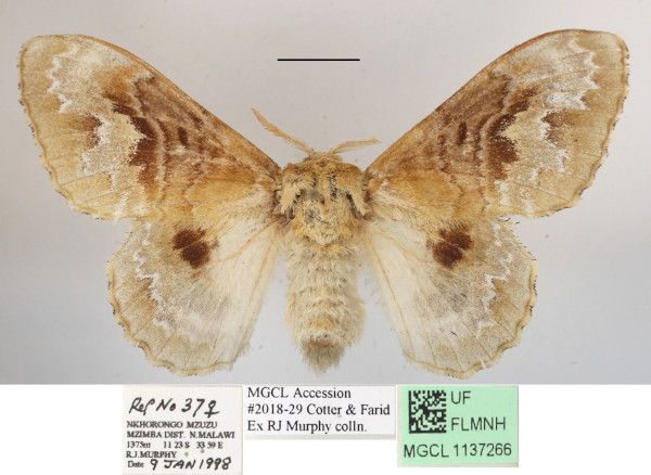 /filer/webapps/moths/media/images/C/clementsi_Schausinna_AF_MGCLa_02.JPG
