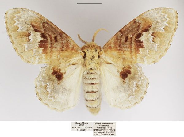 /filer/webapps/moths/media/images/C/clementsi_Schausinna_AF_TMSA.jpg