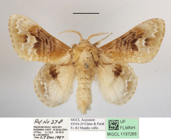 /filer/webapps/moths/media/images/C/clementsi_Schausinna_AM_MGCLa_01.JPG