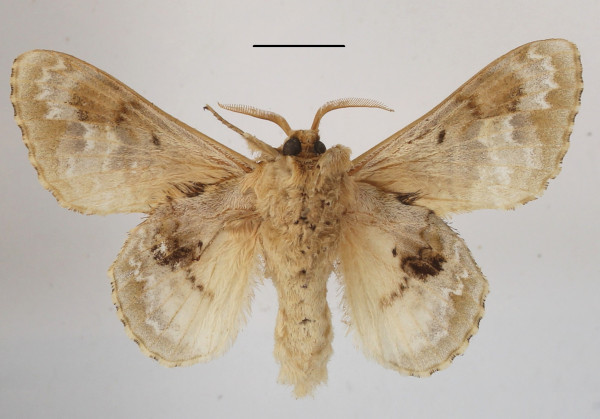 /filer/webapps/moths/media/images/C/clementsi_Schausinna_AM_MGCLb_01.JPG