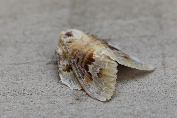 /filer/webapps/moths/media/images/C/clementsi_Schausinna_A_Voaden.jpg