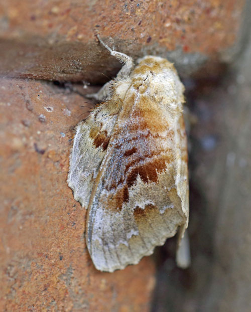 /filer/webapps/moths/media/images/C/clementsi_Schausinna_A_Voaden_02.jpg