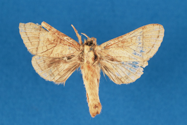 /filer/webapps/moths/media/images/C/clenchi_Haberlandia_HT_RMCA.jpg