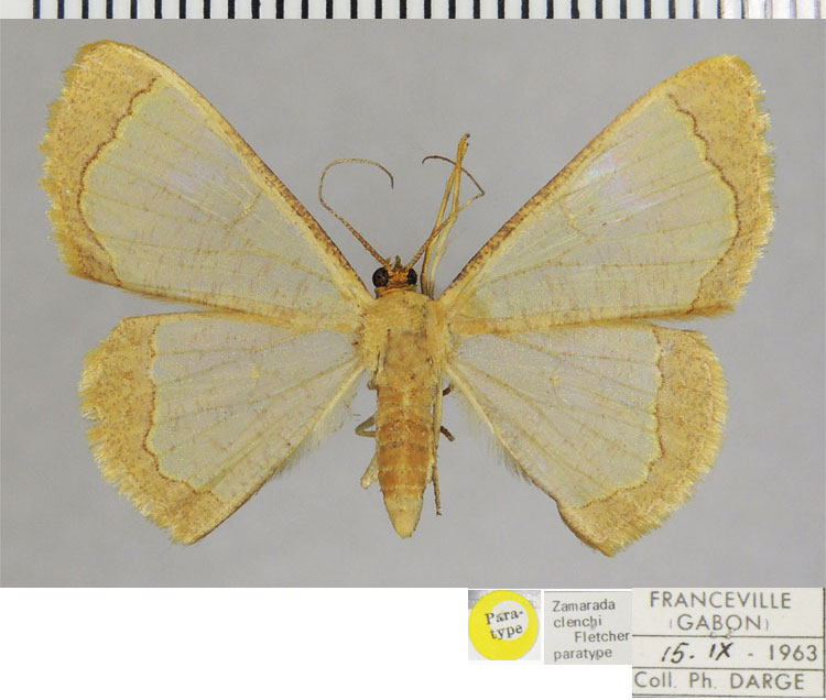 /filer/webapps/moths/media/images/C/clenchi_Zamarada_PTF_ZSM.jpg