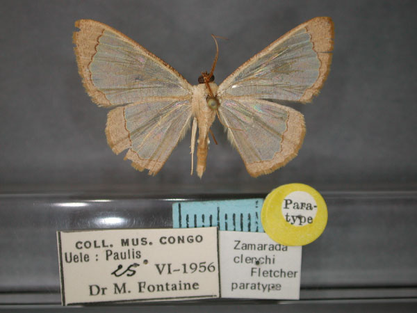 /filer/webapps/moths/media/images/C/clenchi_Zamarada_PT_RMCA_01.jpg