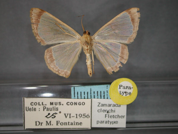 /filer/webapps/moths/media/images/C/clenchi_Zamarada_PT_RMCA_02.jpg