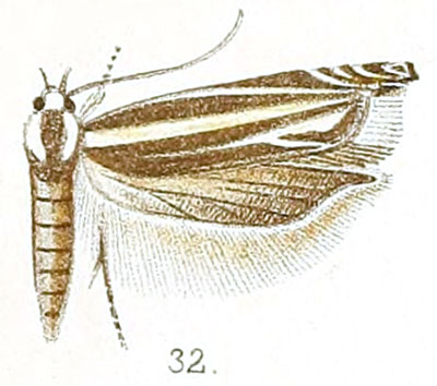 /filer/webapps/moths/media/images/C/cleodorella_Polyhymno_STM_Walsingham_4-32.jpg