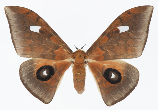 /filer/webapps/moths/media/images/C/cleopatra_Pseudobunaea_AF_Basquin.jpg