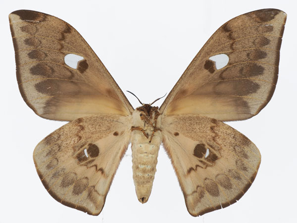 /filer/webapps/moths/media/images/C/cleopatra_Pseudobunaea_AF_Basquinb.jpg