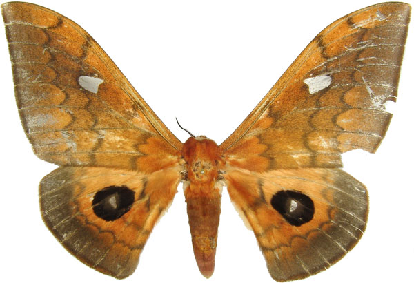 /filer/webapps/moths/media/images/C/cleopatra_Pseudobunaea_AF_MCJM.jpg