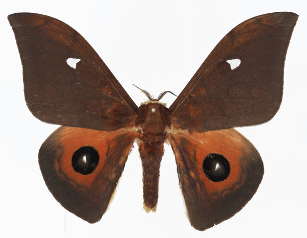 /filer/webapps/moths/media/images/C/cleopatra_Pseudobunaea_AM_Basquin_02a.jpg