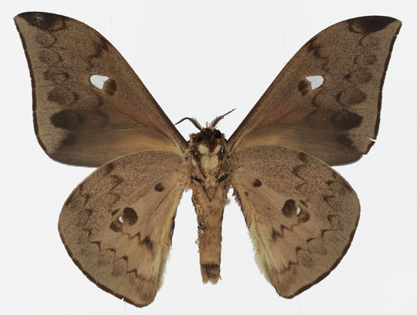 /filer/webapps/moths/media/images/C/cleopatra_Pseudobunaea_AM_Basquin_02b.jpg