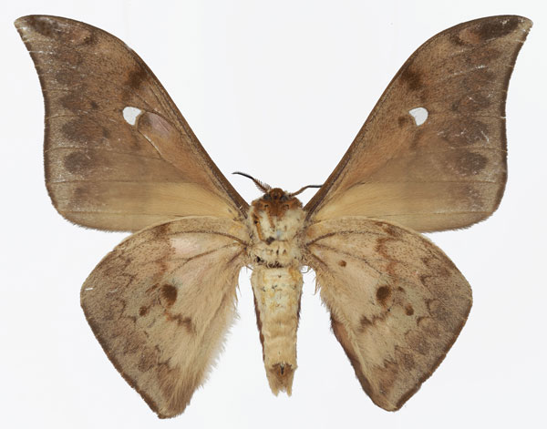 /filer/webapps/moths/media/images/C/cleopatra_Pseudobunaea_AM_Basquinb.jpg