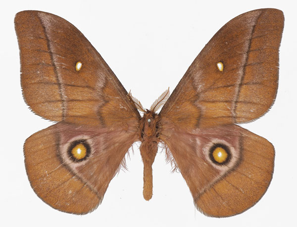 /filer/webapps/moths/media/images/C/cleoris_Gonimbrasia_AM_Basquina.jpg