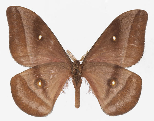 /filer/webapps/moths/media/images/C/cleoris_Gonimbrasia_AM_Basquinb.jpg