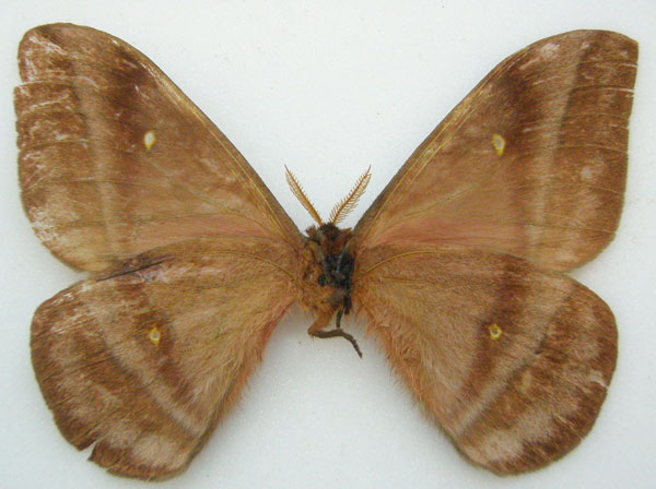 /filer/webapps/moths/media/images/C/cleoris_Imbrasia_HT_NHMUKb.jpg