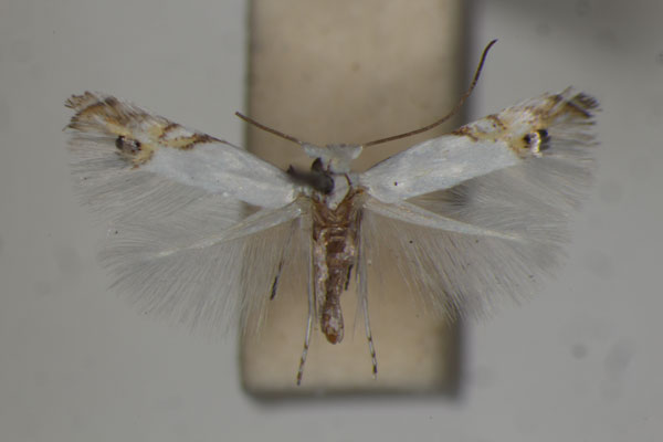 /filer/webapps/moths/media/images/C/clerodendrella_Leucoptera_A_BMNH.jpg