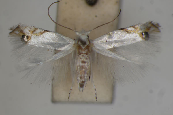 /filer/webapps/moths/media/images/C/clerodendrella_Leucoptera_PT_BMNH.jpg