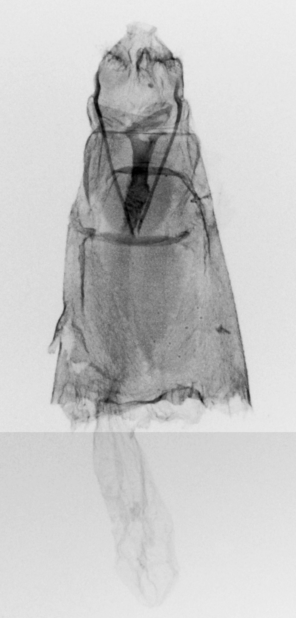 /filer/webapps/moths/media/images/C/cleronoma_Alucita_GFPLT_MNHN_2381.jpg