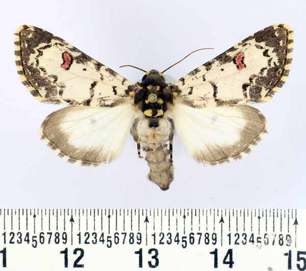 /filer/webapps/moths/media/images/C/cliens_Polytela_AF_BMNH_01.jpg