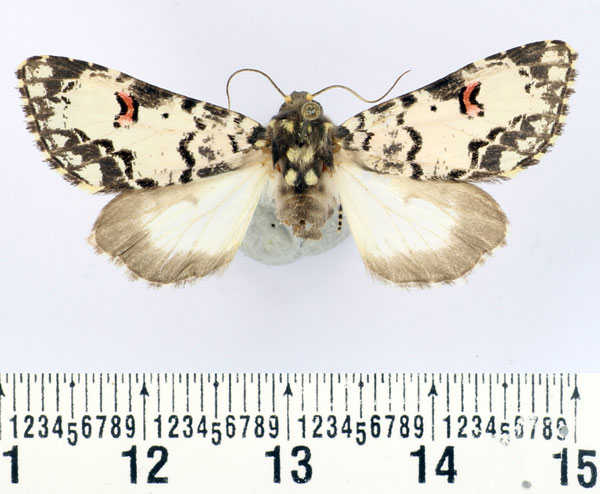 /filer/webapps/moths/media/images/C/cliens_Polytela_AF_BMNH_02.jpg