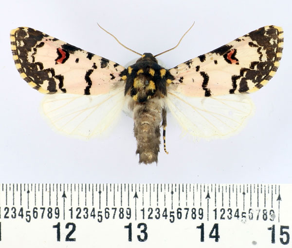 /filer/webapps/moths/media/images/C/cliens_Polytela_AM_BMNH_01.jpg