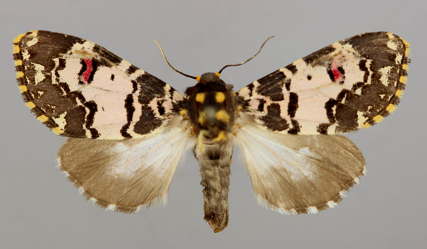 /filer/webapps/moths/media/images/C/cliens_Polytela_A_RMCA_01.jpg