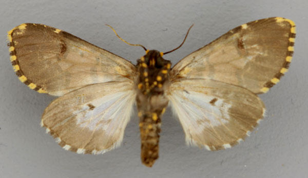 /filer/webapps/moths/media/images/C/cliens_Polytela_A_RMCA_02.jpg