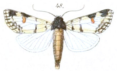 /filer/webapps/moths/media/images/C/cliens_Polytela_HT_BHL_108-46.jpg