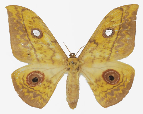 /filer/webapps/moths/media/images/C/cliftoni_Aurivillius_AF_Basquina.jpg