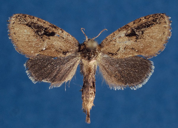 /filer/webapps/moths/media/images/C/cliftoni_Ortharbela_HT_NHMO_Vq5b9Kp.jpg