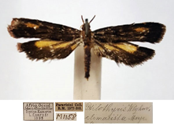 /filer/webapps/moths/media/images/C/climacista_Psilothyris_AF_BMNH_CVhaLmr.jpg