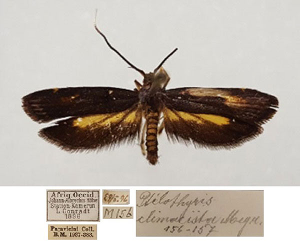 /filer/webapps/moths/media/images/C/climacista_Psilothyris_AM_BMNH_xigLzkY.jpg