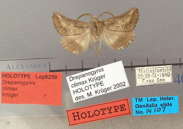 /filer/webapps/moths/media/images/C/climax_Drepanogynis_HT_TMSA.jpg