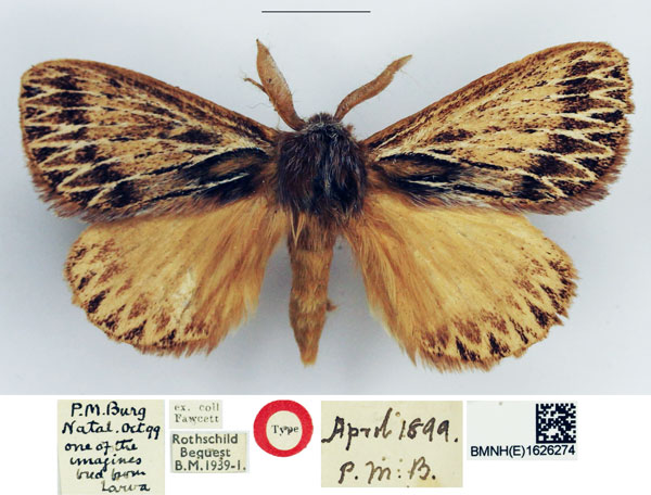 /filer/webapps/moths/media/images/C/clio_Rhabdosia_HT_NHMUK.jpg