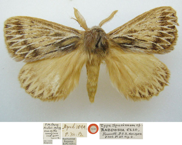 /filer/webapps/moths/media/images/C/clio_Rhabdosia_HT_NHMUKa.jpg