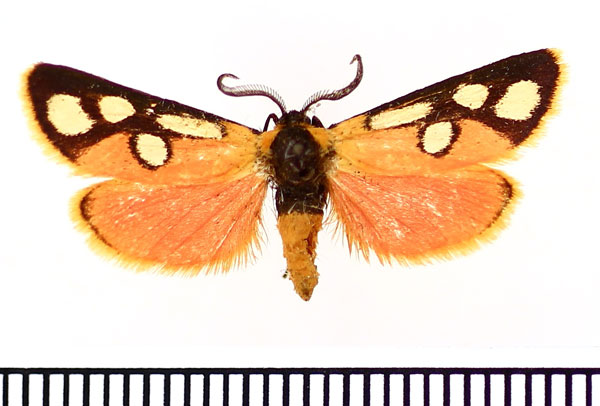 /filer/webapps/moths/media/images/C/cloeckneria_Caffricola_AM_BMNH.jpg