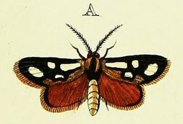 /filer/webapps/moths/media/images/C/cloeckneria_Caffricola_Cramer4_348_A.jpg